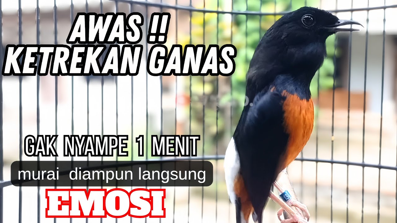 murai batu FIGHTER KETREKAN GANAS !! cocok buat PANCINGAN murai batu bengong langsung NYAUT