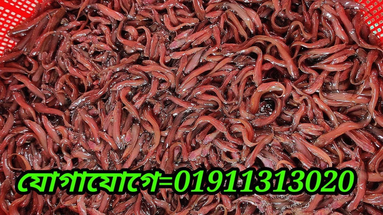 singh fish trips|Singh fish|Catfish #shingfish#catfish#শিং#মাছ #চাষ #পদ্ধতি #fishing trips