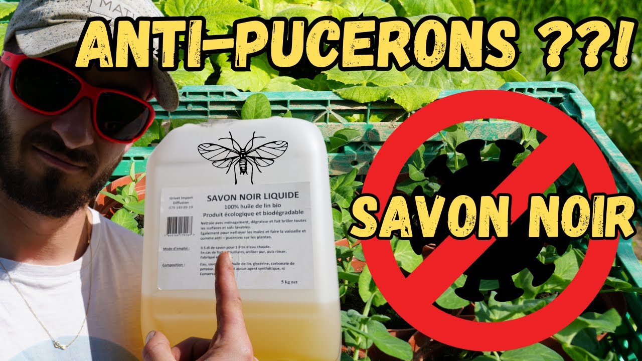 TRAITEMENT BIO CONTRE les PUCERONS [SAVON NOIR]