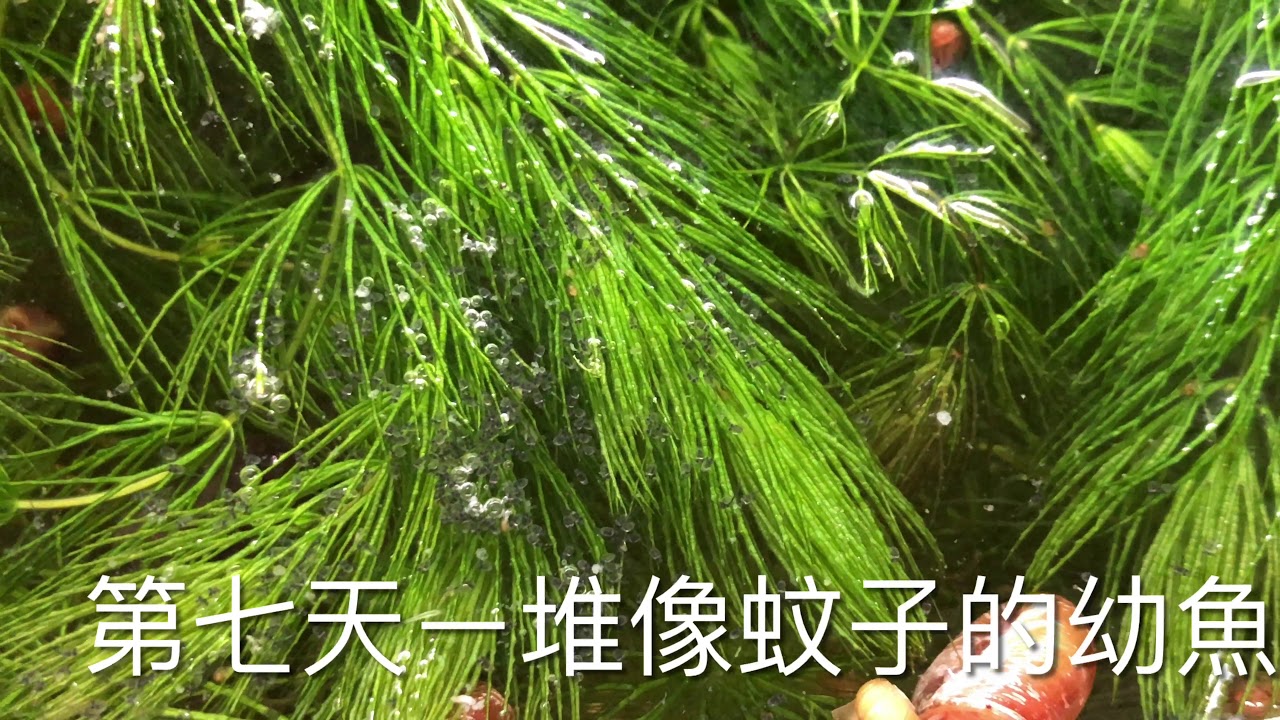 蓋斑鬥魚繁殖