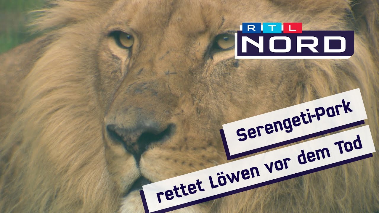 Vor dem Tod gerettet – Serengeti-Park holt Löwenrudel nach Niedersachsen