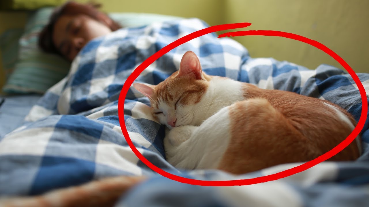 Почему ваша кошка спит с вами? Что место сна вашей кошки может рассказать о вашей связи