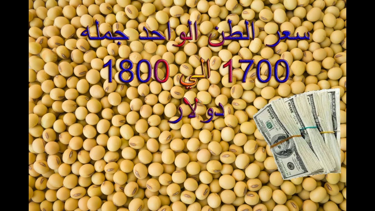 زراعه اللحم  النباتى ( فول الصويا)- كمشروع مربح -م/شادى توفيق- واتس 0570207883-الدمام -السعوديه