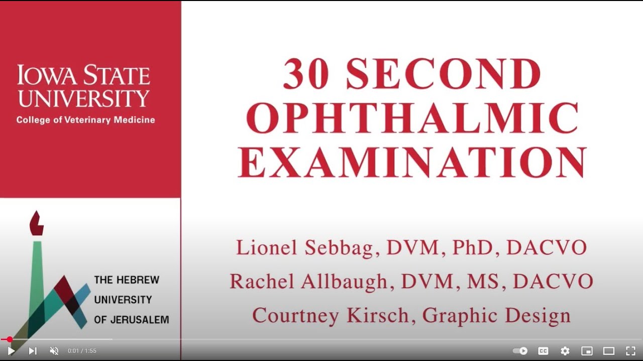 Brief Ophthalmic Examination in Dogs | Step-by-Step Eye Exam for General Practice