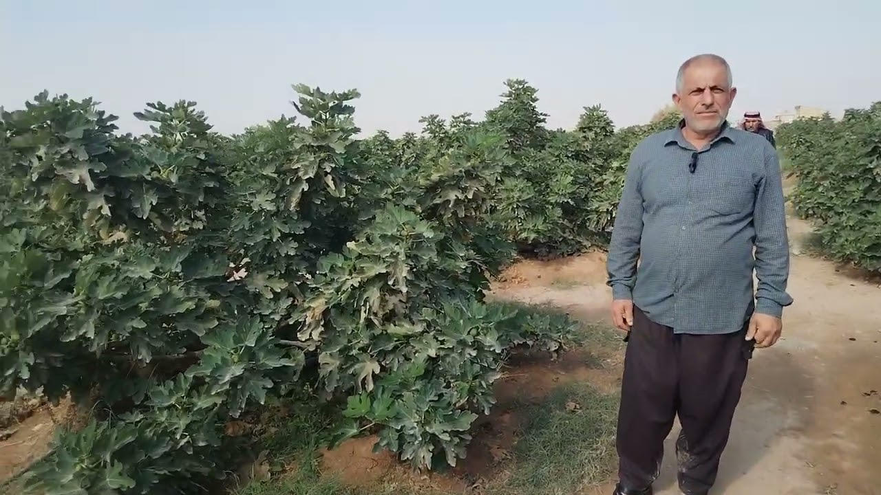 مزرعة تين العبيد..  في هيت.. الانبار.. مع استاذ اياد ابو سعد  07830014549 للاتصال والحجز