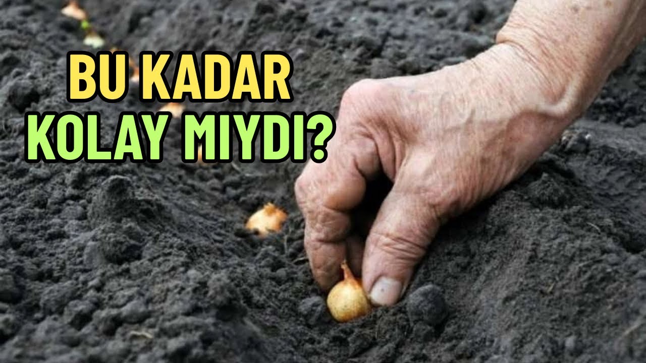 BAHÇEDE VE BALKONDA SOĞAN NASIL YETİŞTİRİLİR? (Tohumdan Hasata Ekim Tüyoları)
