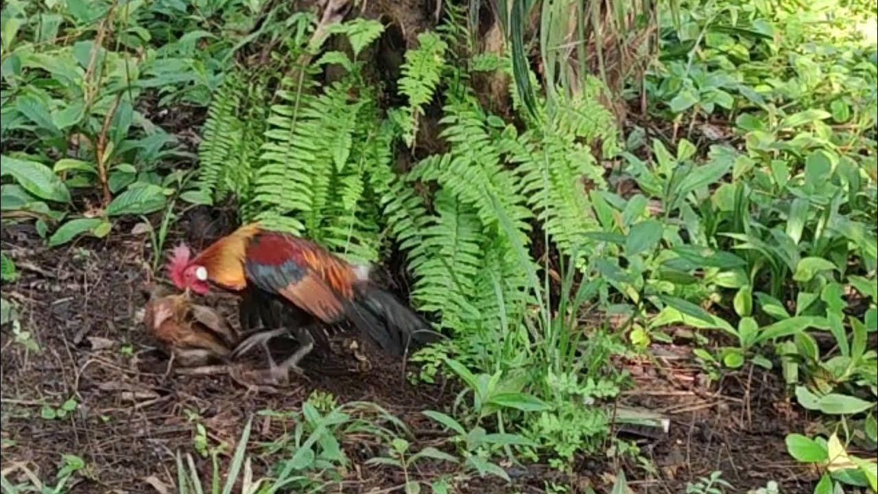 Ayam Hutan Pikat Betina F1 #61