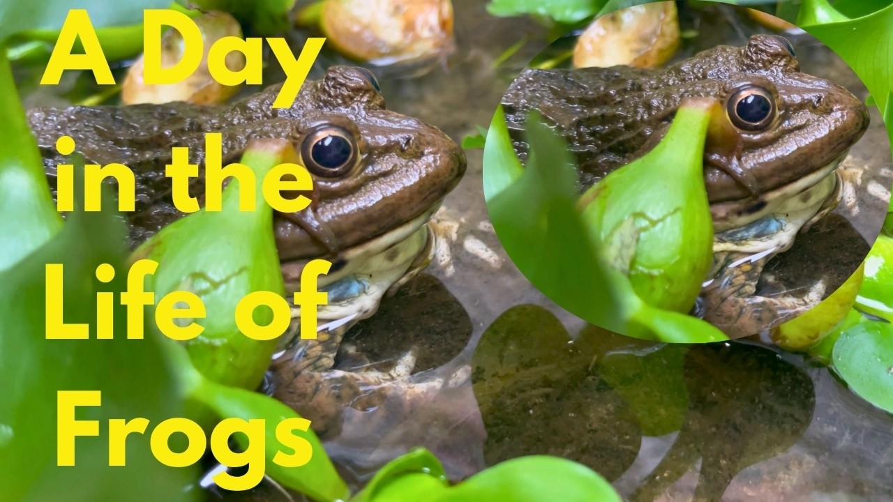 A Day in the Life of Frogs