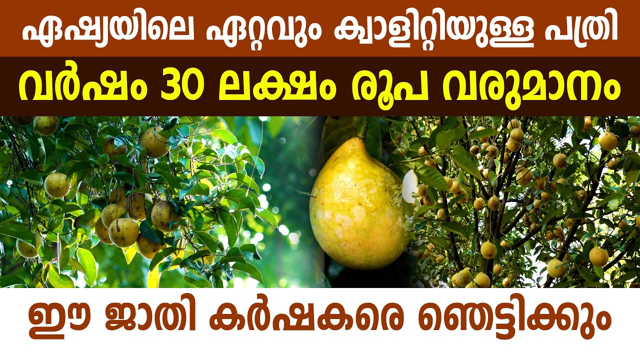മത്തായിയുടെ വേറിട്ട ജാതിചിന്തകൾ I Nutmeg Farming in Idukki I The best Nutmeg in Asia I