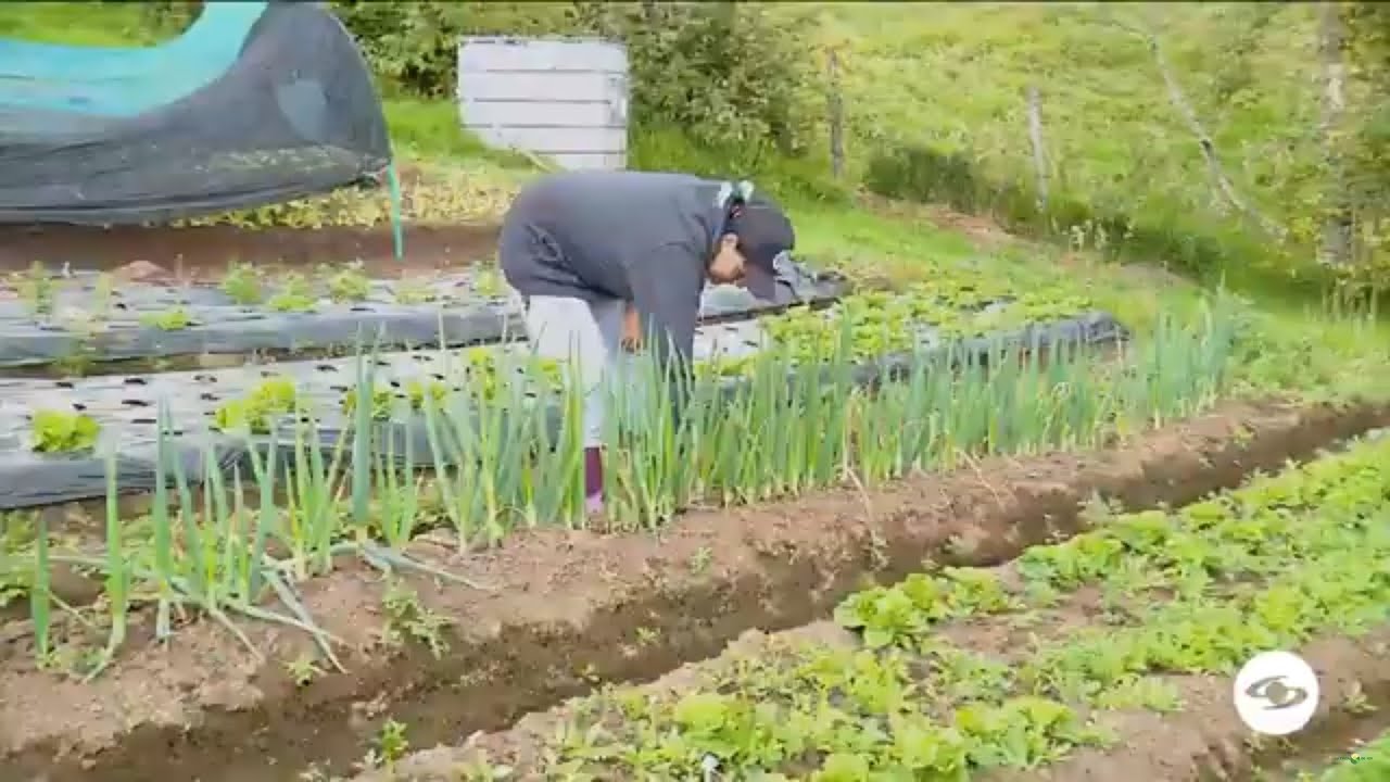 Un modelo de siembra de hortalizas de manera org&aacute;nica promete grandes beneficios - La Finca de Hoy