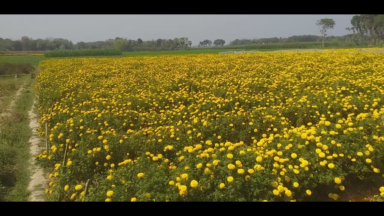 ফুলের রাজ্য। Kingdom of Flowers.