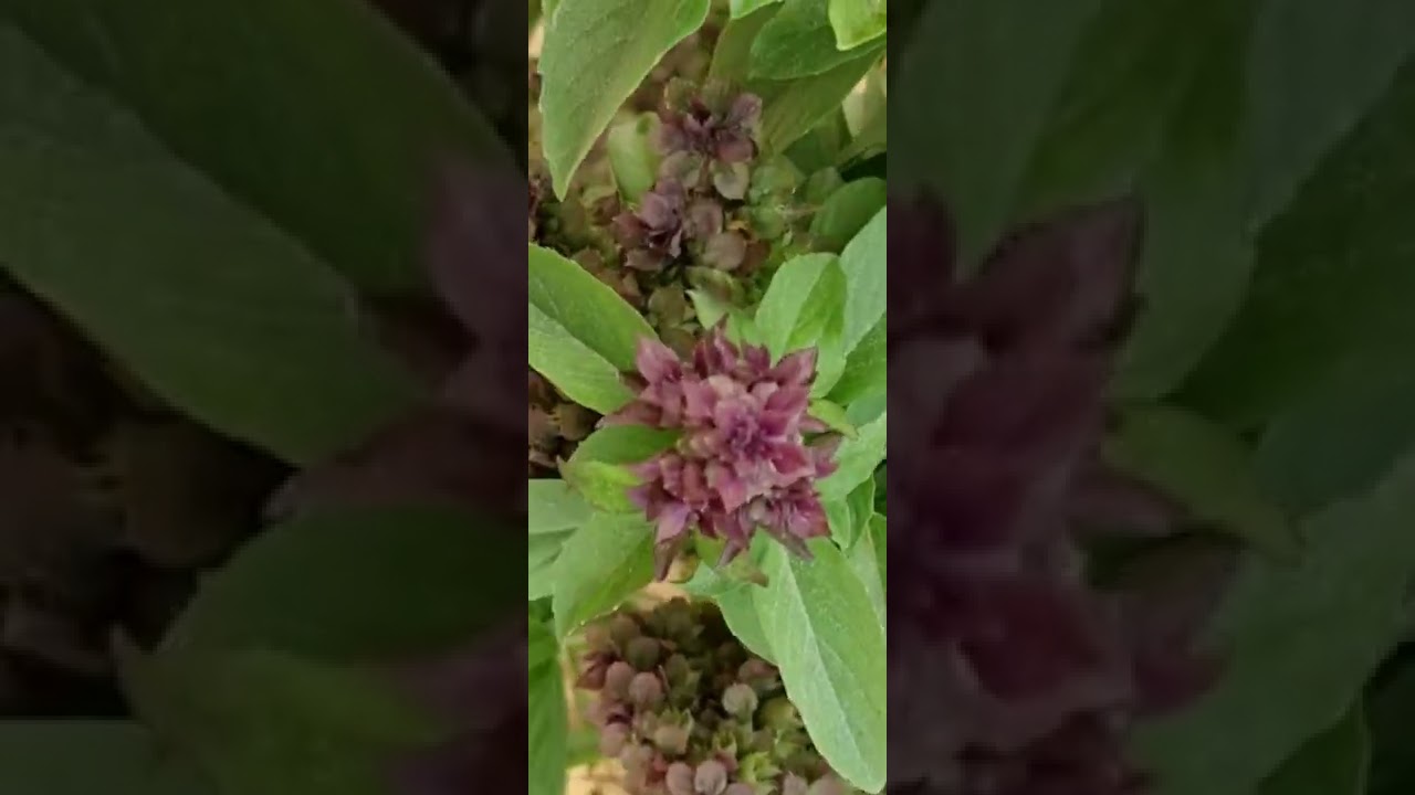 honey bee in a fragrant mint plants purple flowers