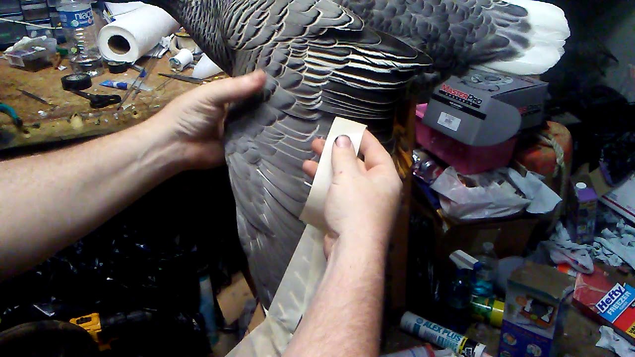AAR TAXIDERMY Emperor Goose Wing Feather Taping Process Bird Mounting
