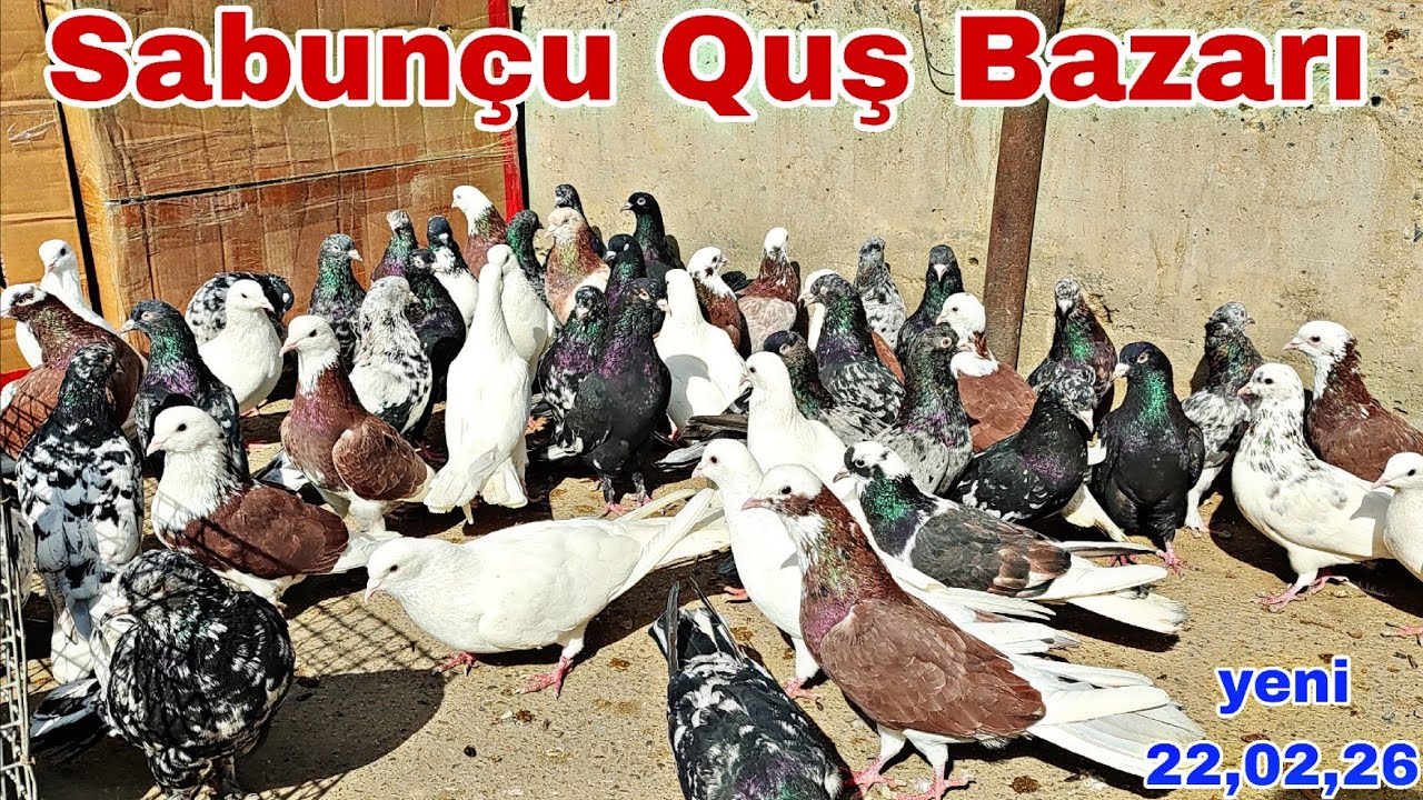 Sabunçu Quş Bazarı 22 Fevral 2026