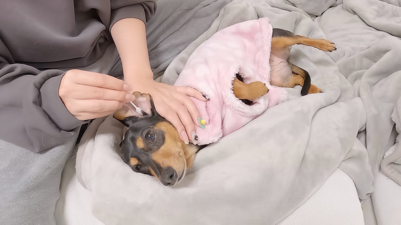 耳掃除のたびに足がピコピコ動いちゃう犬