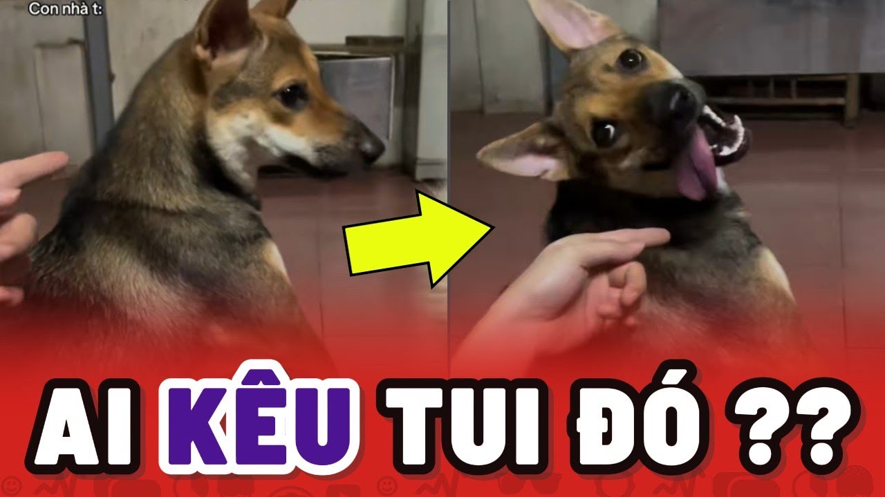 Trung b&igrave;nh mấy &ocirc;ng Ch&oacute; Cỏ dưới miền T&acirc;y thường rất tấu hề 😂