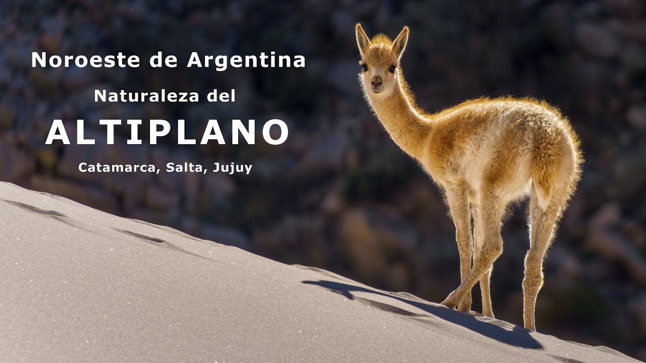 Noroeste de Argentina - Piedra Pómez, Salar Antofalla, Salar Arizaro - Naturaleza del Altiplano.