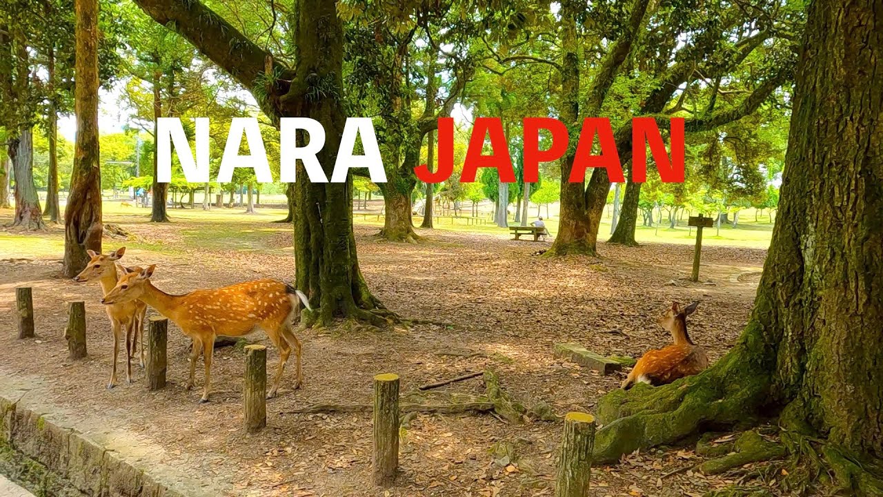 【2024 Japan 4K 】 Nara  JAPAN 2024