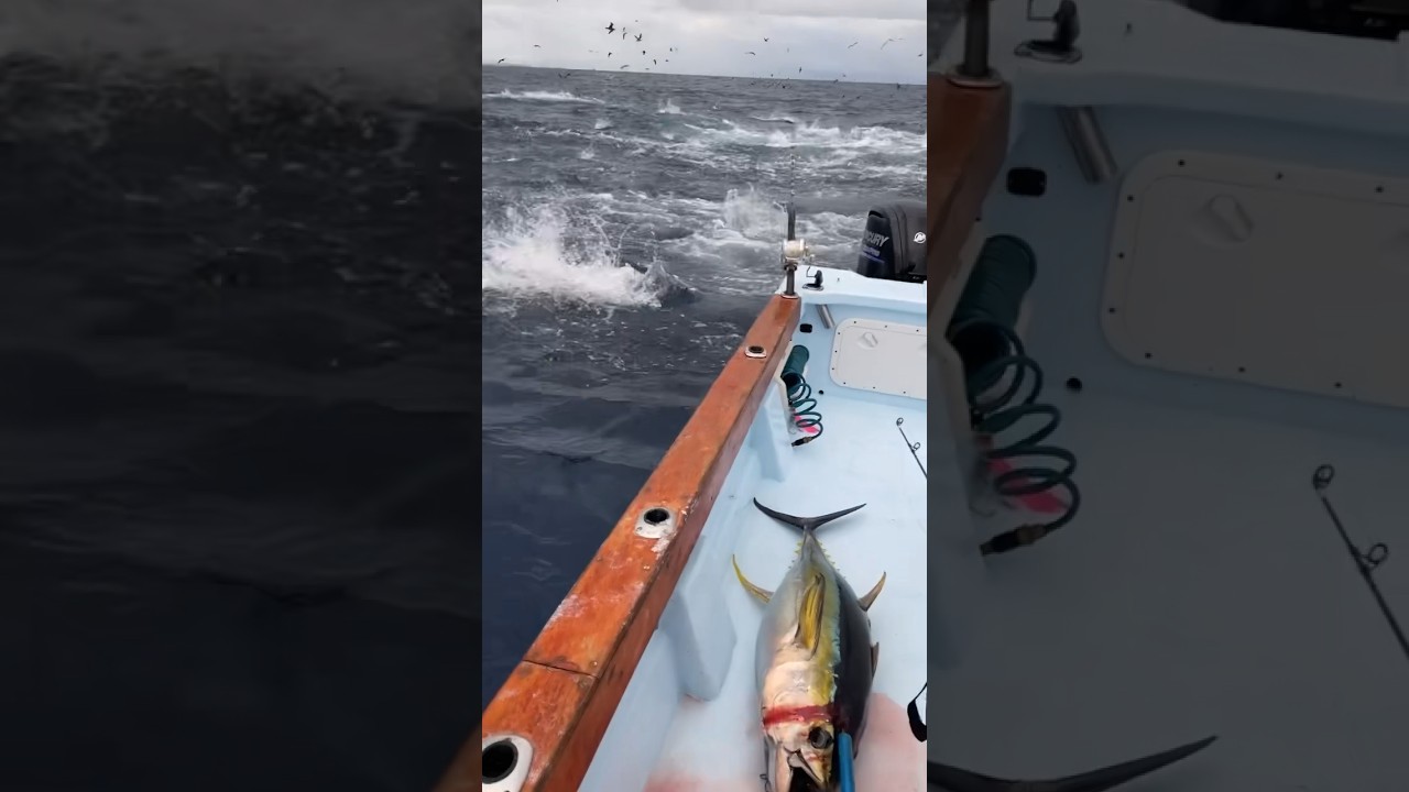 2023 was ACLASSIC!! #fish #fishing #newyear2023 #fishinglife #tuna