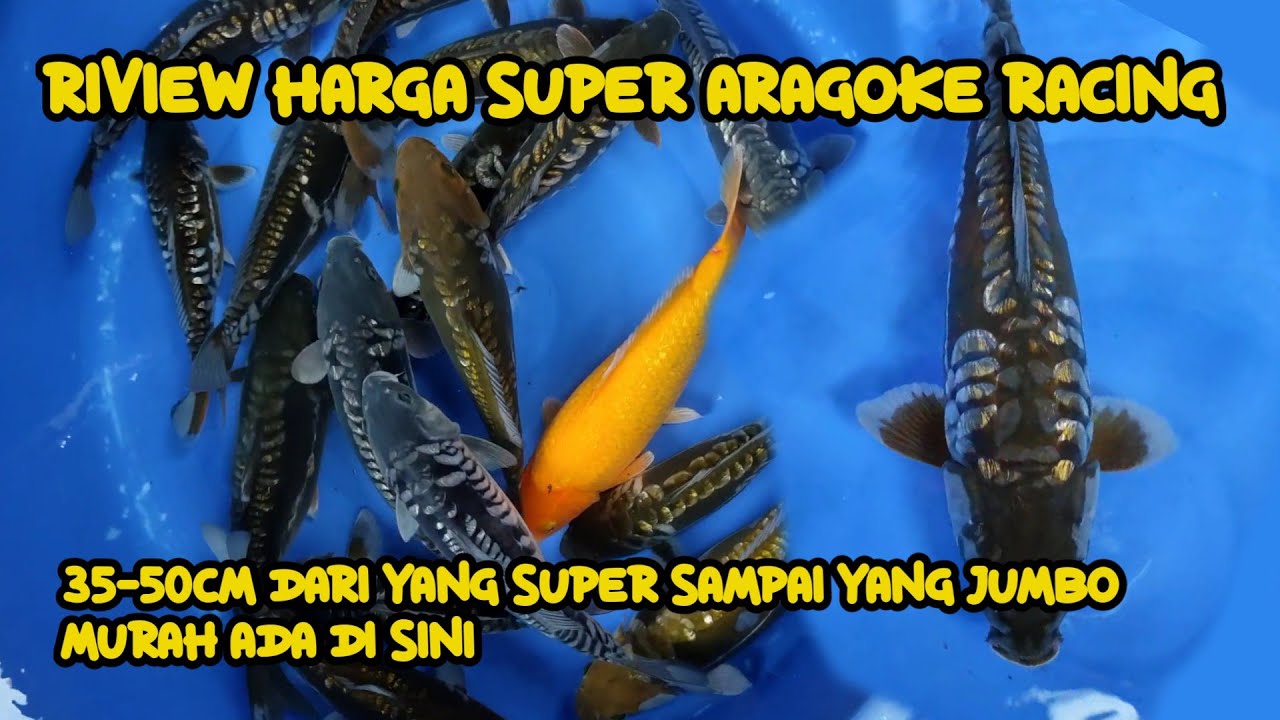 RIVIEW IKAN KOI BLITAR ARAGOKE RACING ‼️DARI YANG MURAH SAMPAI YANG SUPER ADA DI SINI ‼️