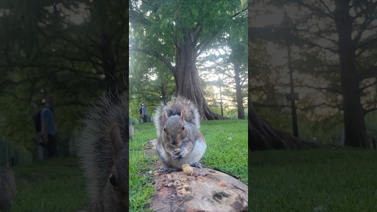 Snacking squirrel #squirrel #shorts #snacks