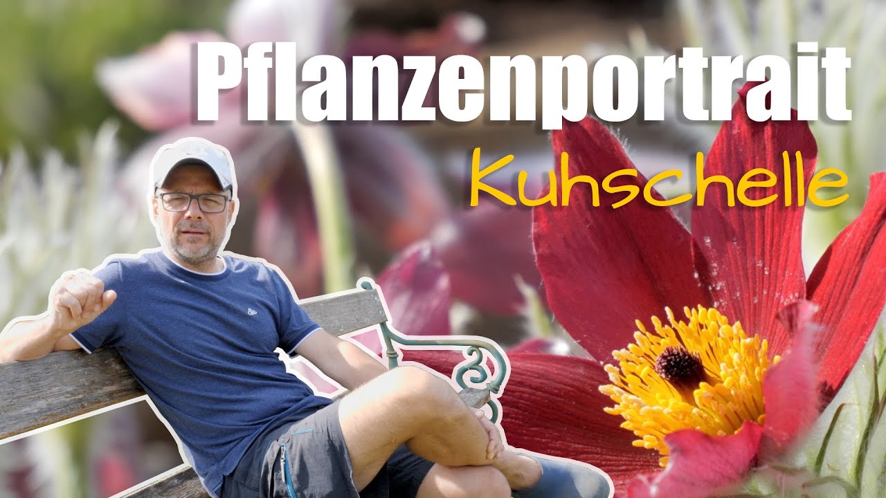 Pflanzenportrait - Kuhschelle