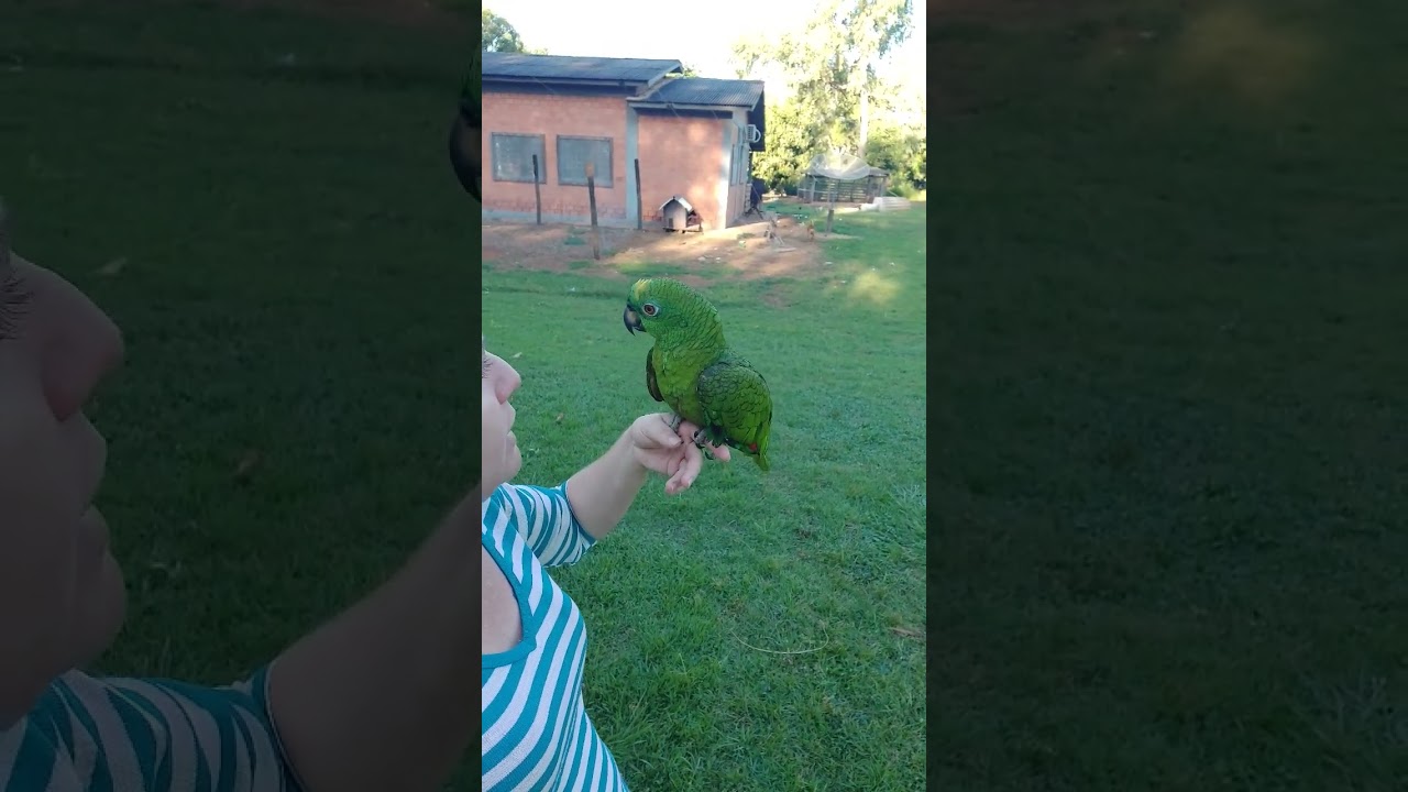 ele esquece que &eacute; papagaio