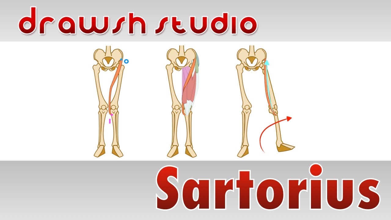 The Sartorius Muscle