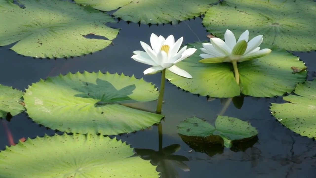 MEDITATION - Garden of Love- Rev. Barbara White