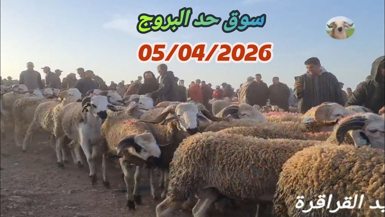 حصري من سوق حد البروج جهة سطات 05/04/2026 مع ثمن حولي #عيد_الاضحى 🐏🇲🇦