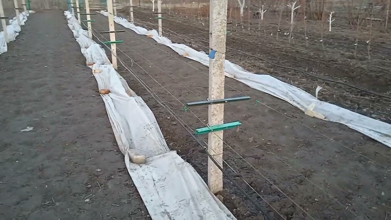Відкриваємо виноград, чому так рано.