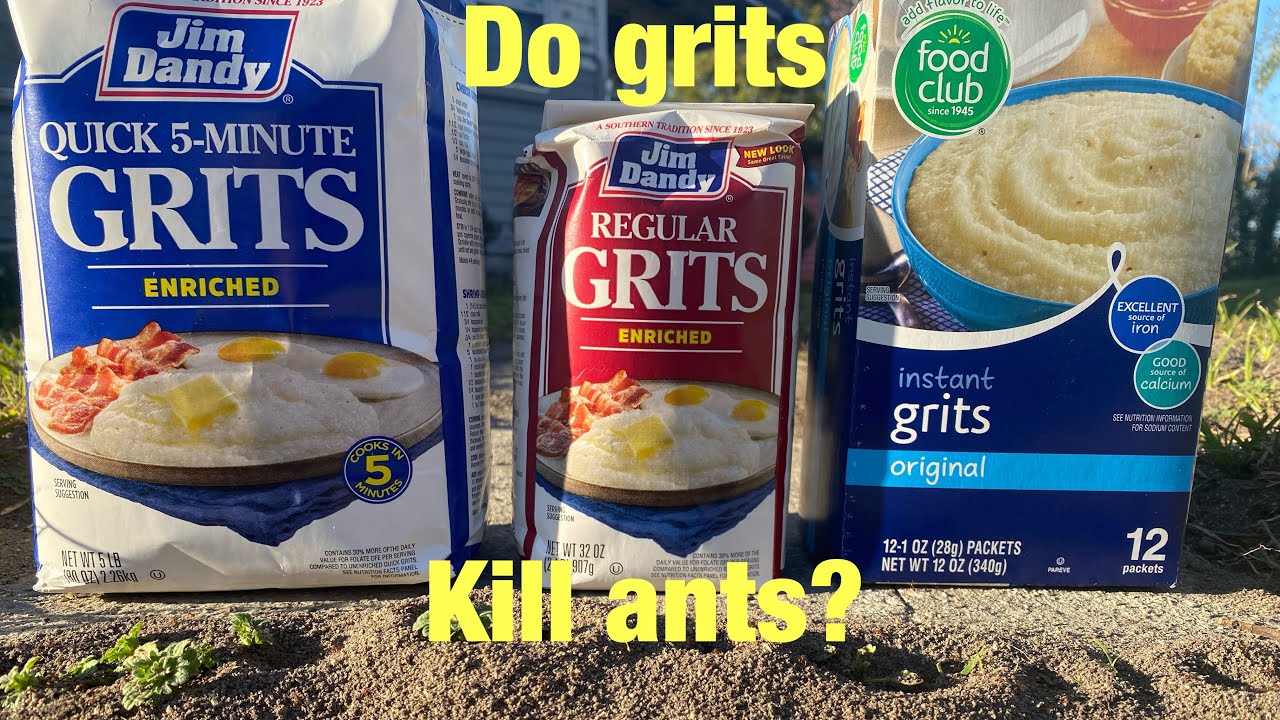 Grits vs. ants putting an old wive’s tale to the test!