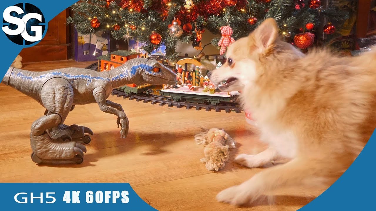 Jurassic World Alpha Training Blue Unboxing