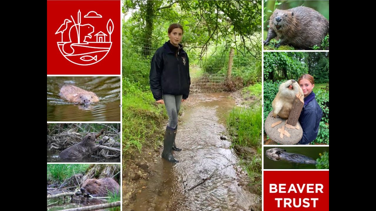 Tegan visits the beaver trust project in Cornwall