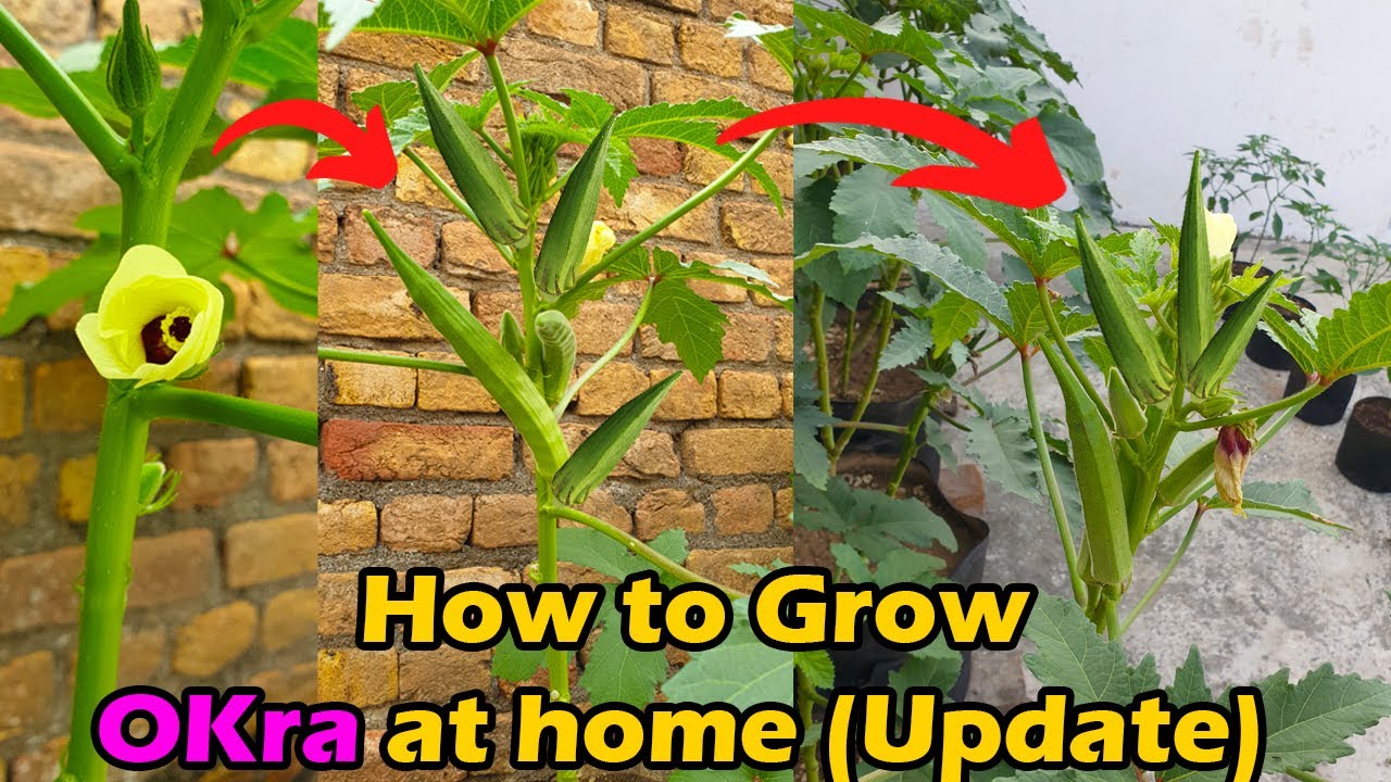 Growing Okra at Home (SEED TO HARVEST)