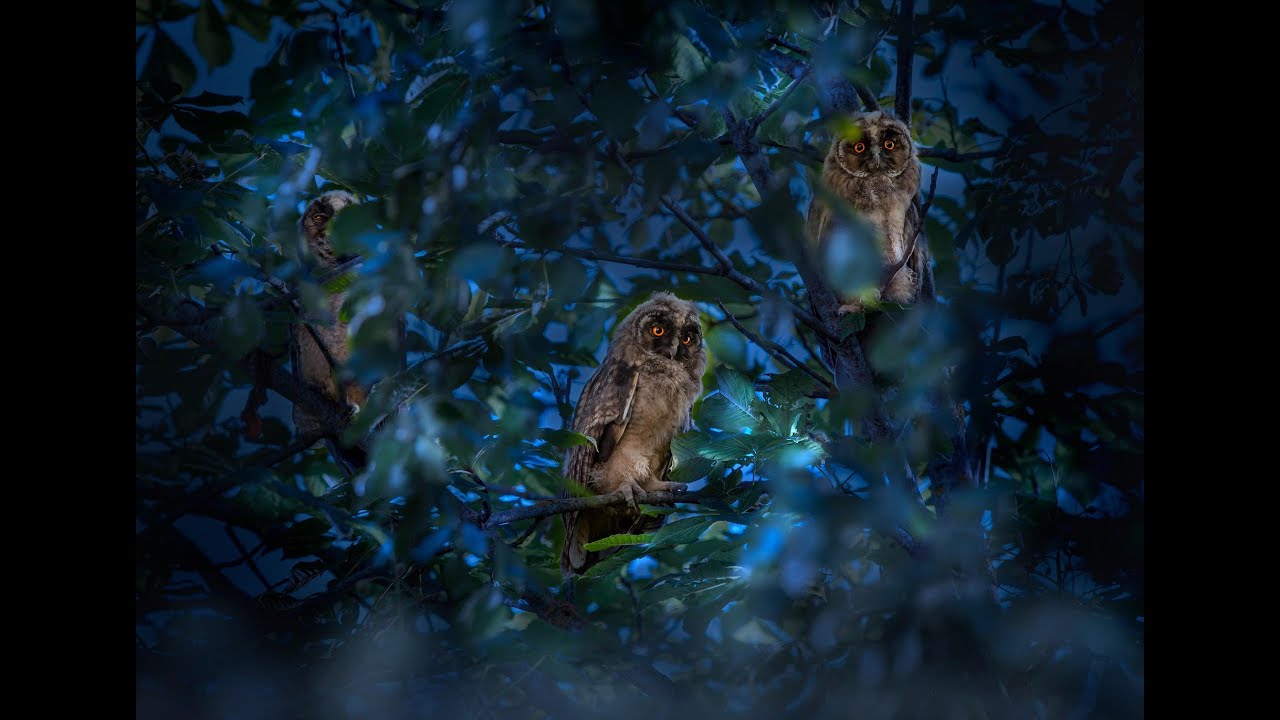Nighttime Owl Ambience with cricket sounds one hour