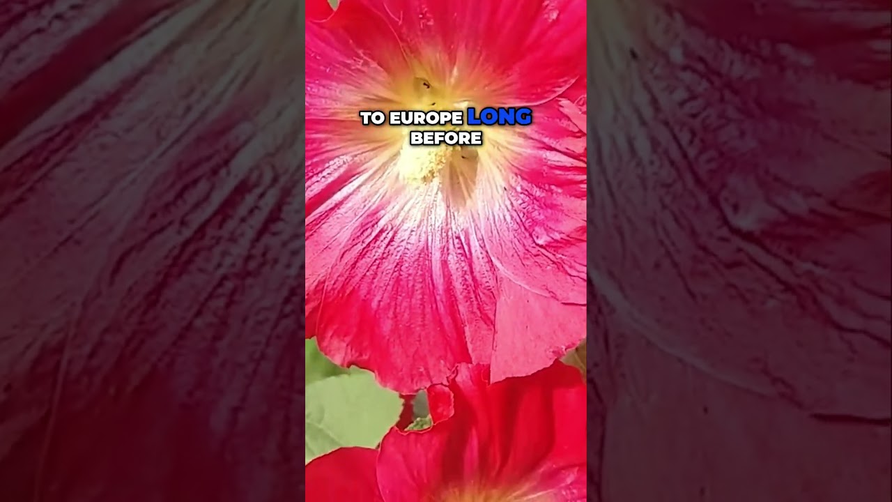 Hollyhock Blooms: The Ultimate Guide to Growing Beauty