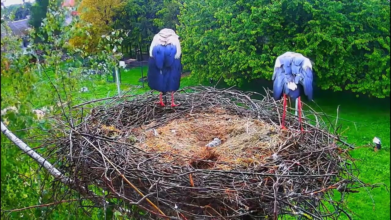 ⚠️Bociany Kozubszczyzna 🐥  strata piskląt -18.05.2025