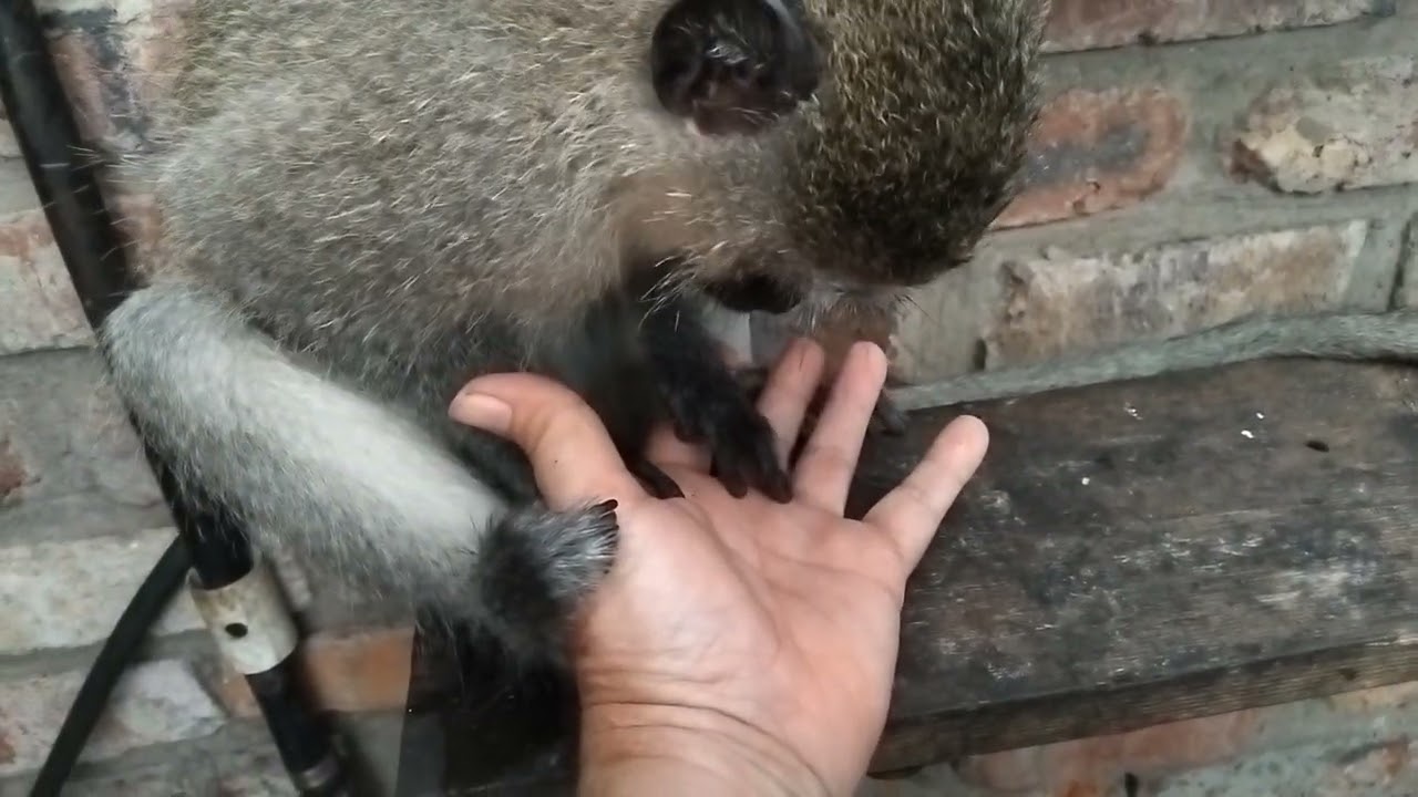 AMSR Baby Monkey Lollipop So Relaxing Bonding Arm And Hand Grooming #monkeygrooming #asmr