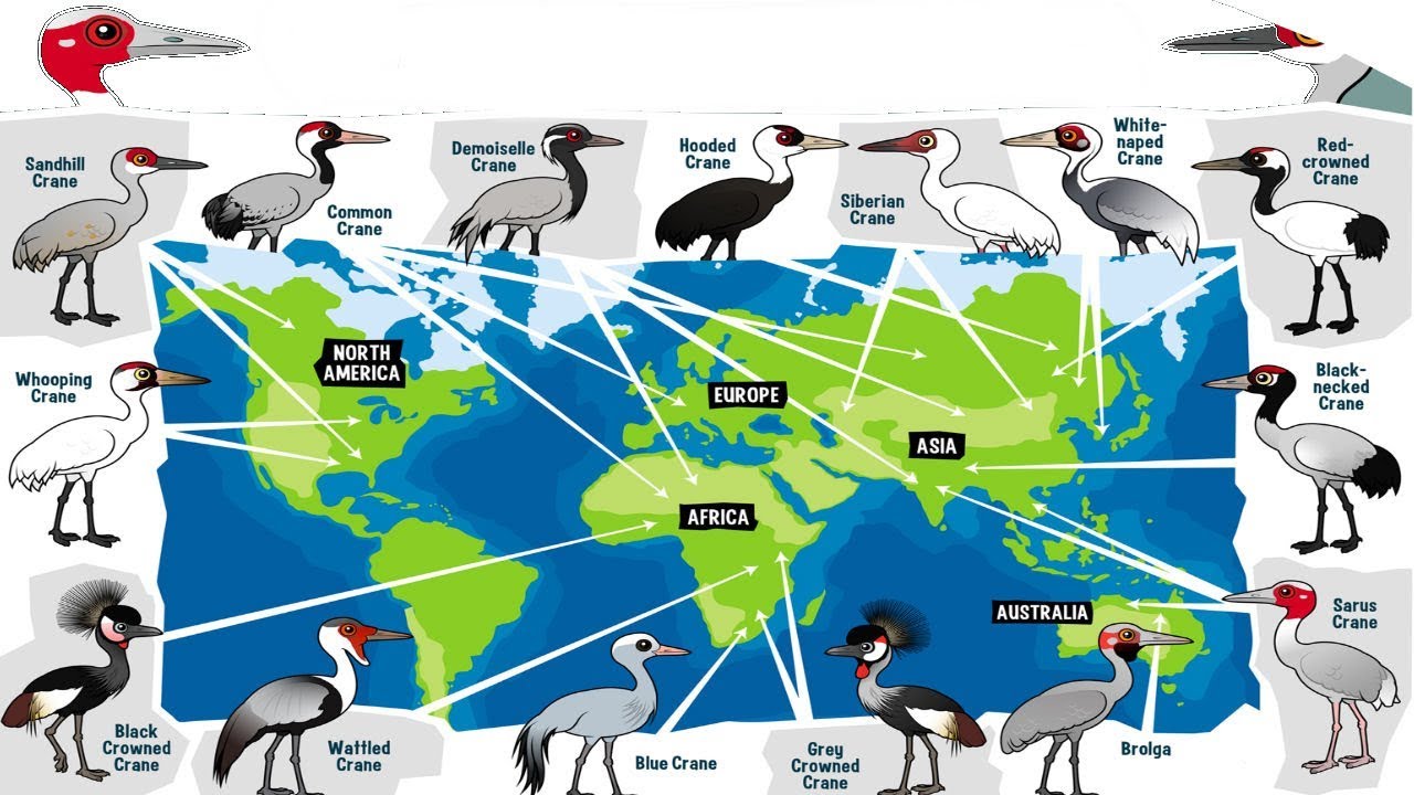 All Crane Bird Species - Species List