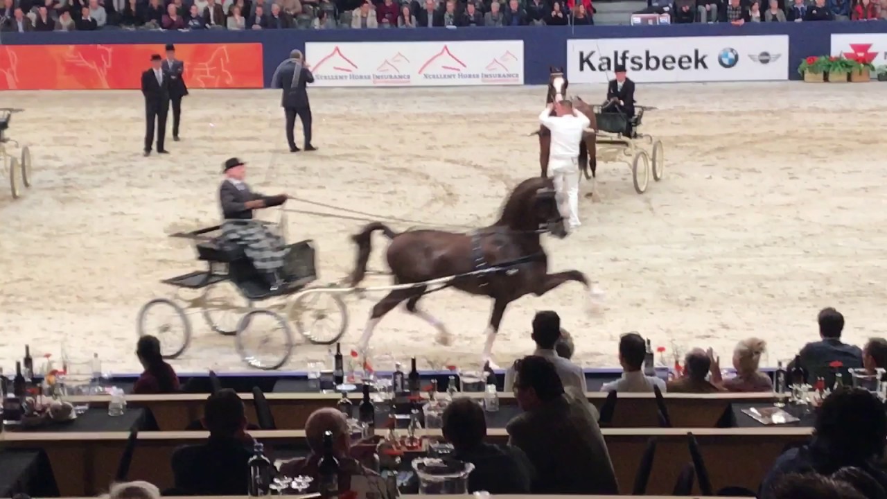 2017 KWPN Stallion Show Harness Horse Competition