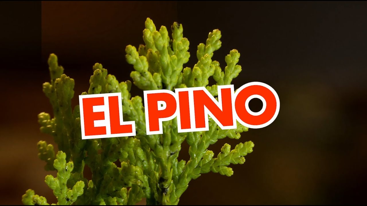 EL PINO en Plantas y Jardines - Teleamiga