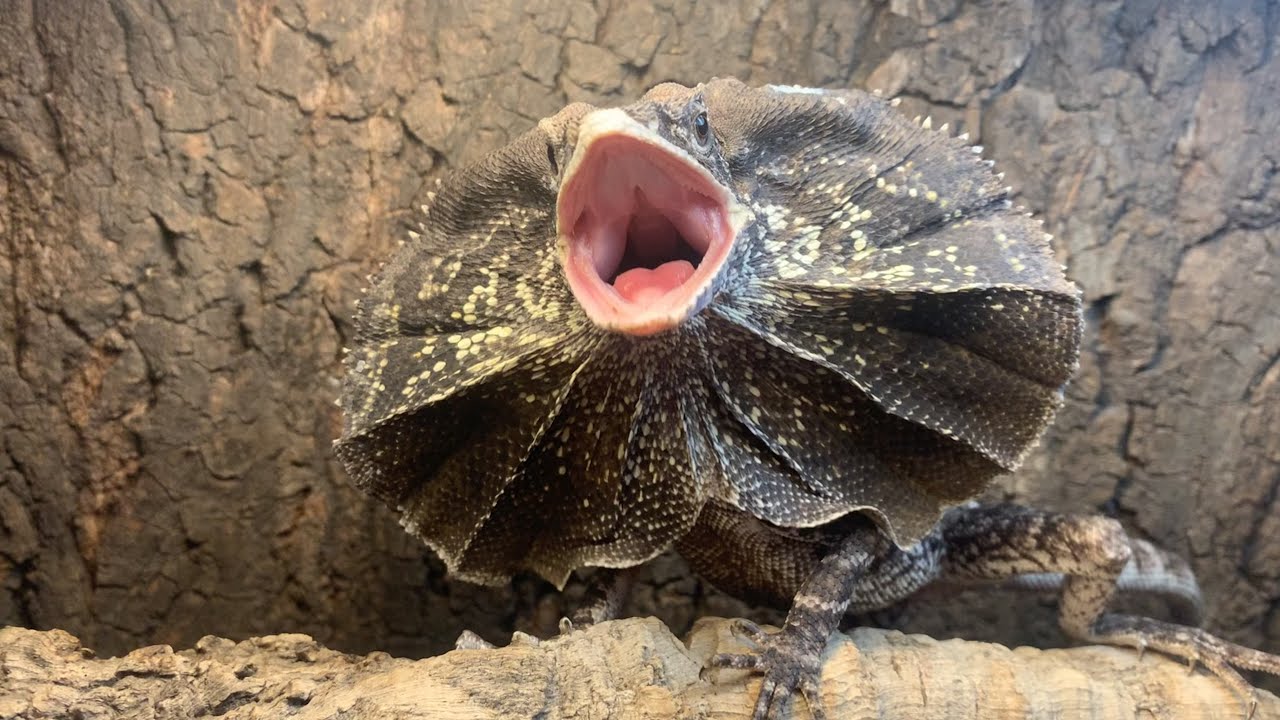 Reptiles del canal que te recomiendo tener 🐉