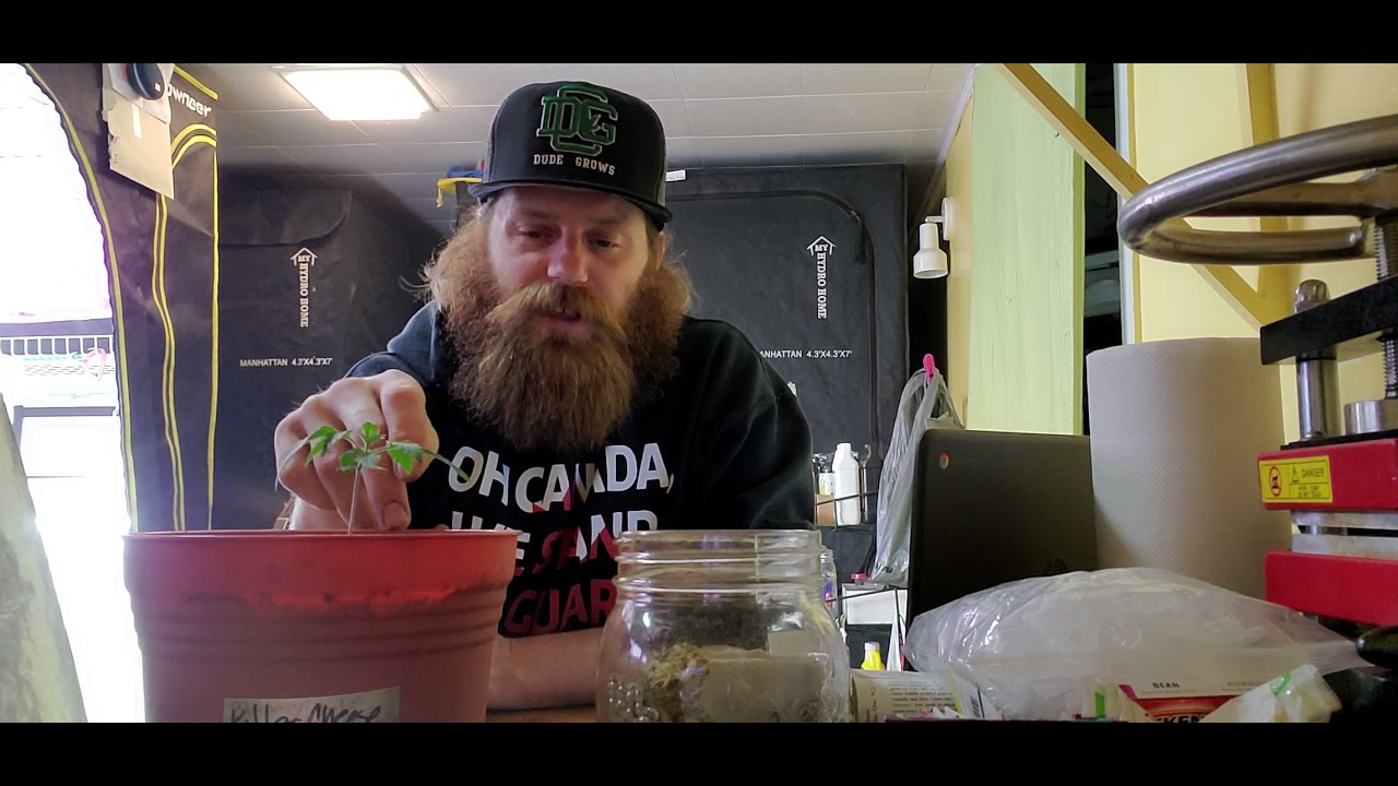 seedling update 2021 grow. acmpr legal grow 18+.  adults only.