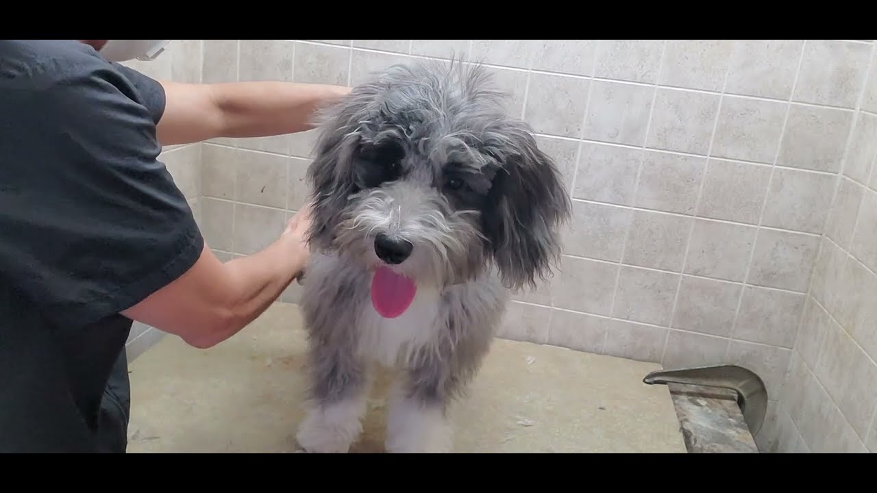 How to groom a Bernedoodle (Bernese/Poodle) Puppy's 1st groom, dog grooming without restraints