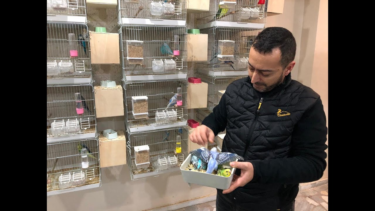 YENİ KURDUĞUMUZ MUHABBET KUŞU ÜRETİMHANESİ