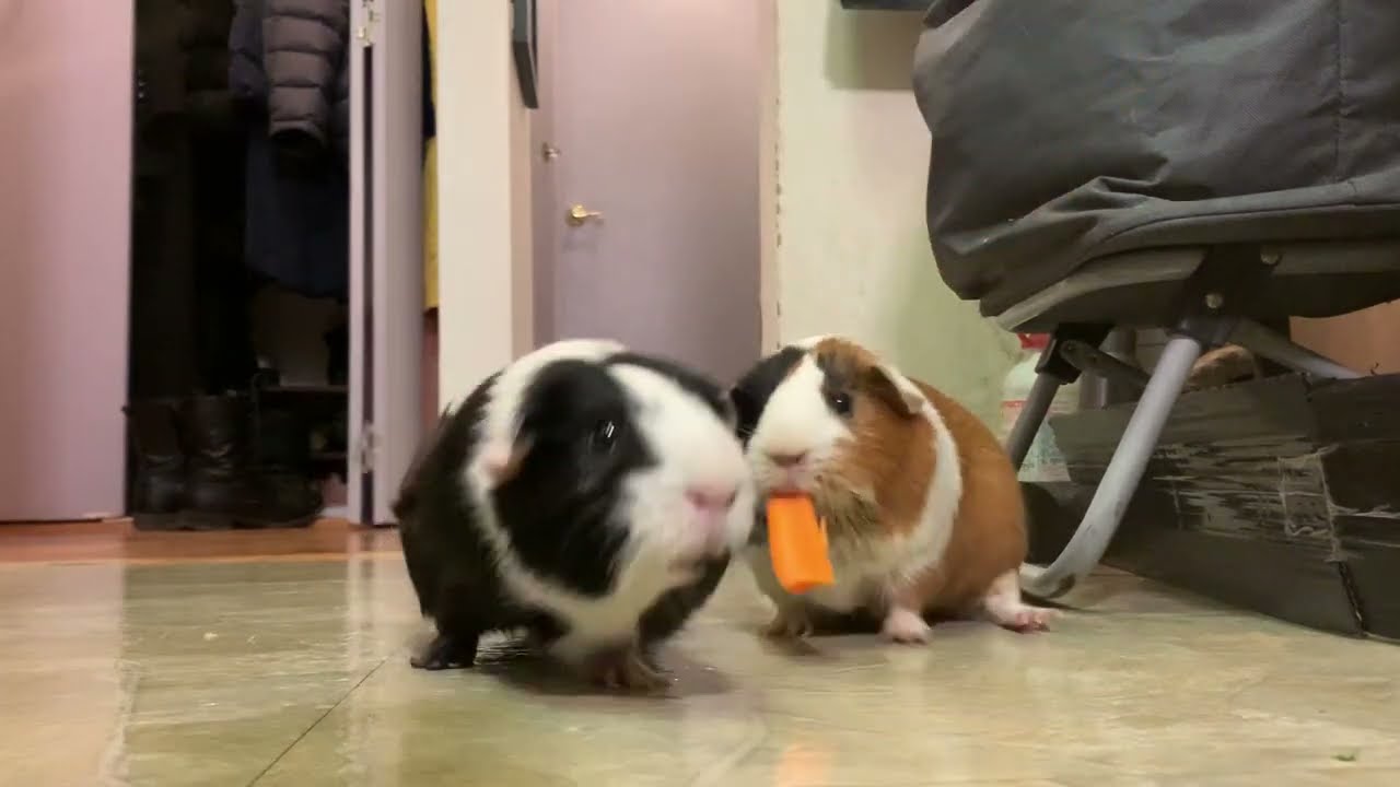When guinea pigs visit the kitchen: compliments to the chef