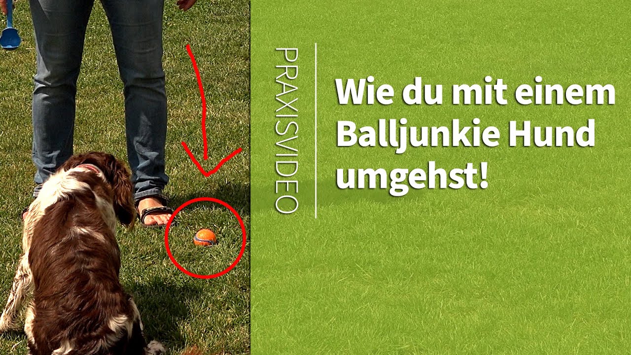 Balljunkie Hund ➡️ Wie du mit einem Balljunkie Hund umgehst und es für das Hundetraining nutzt!