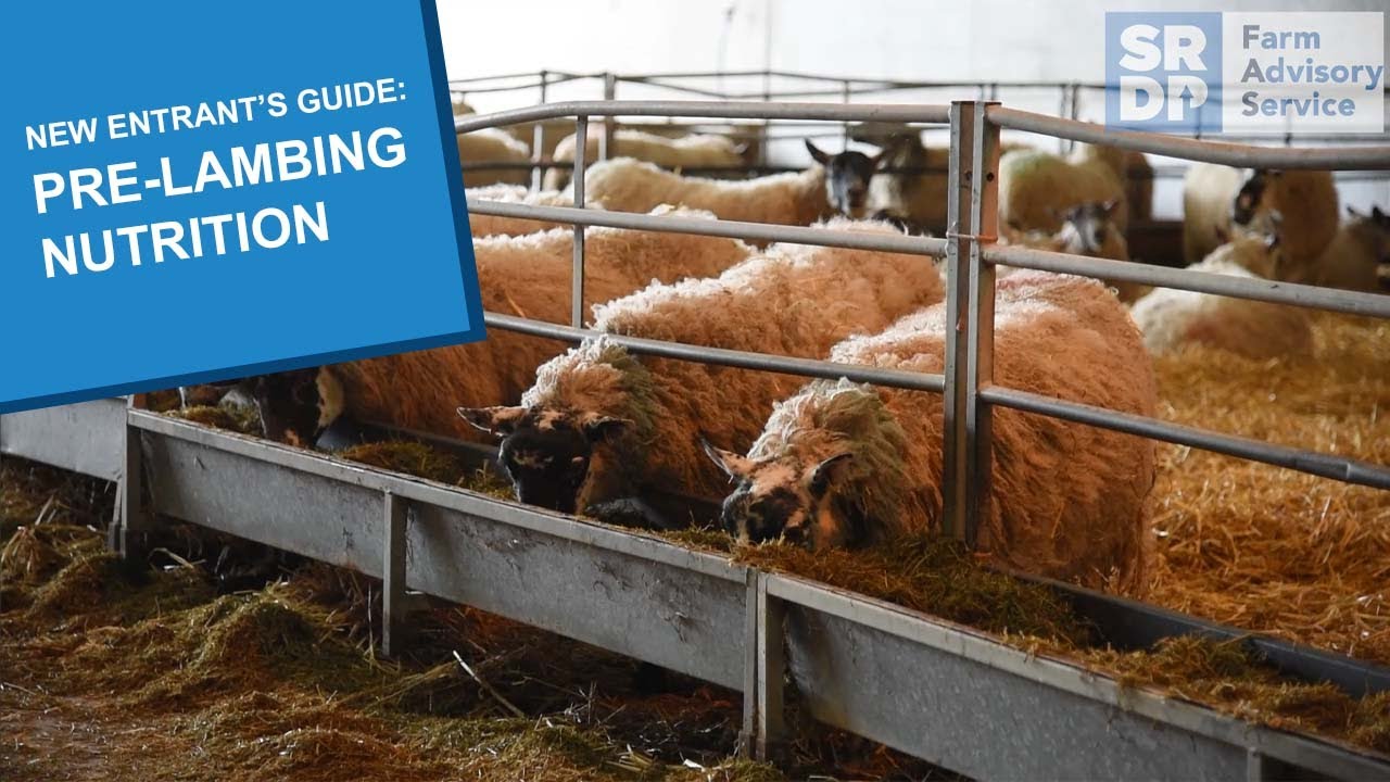 New Entrant's guide to pre-lambing nutrition