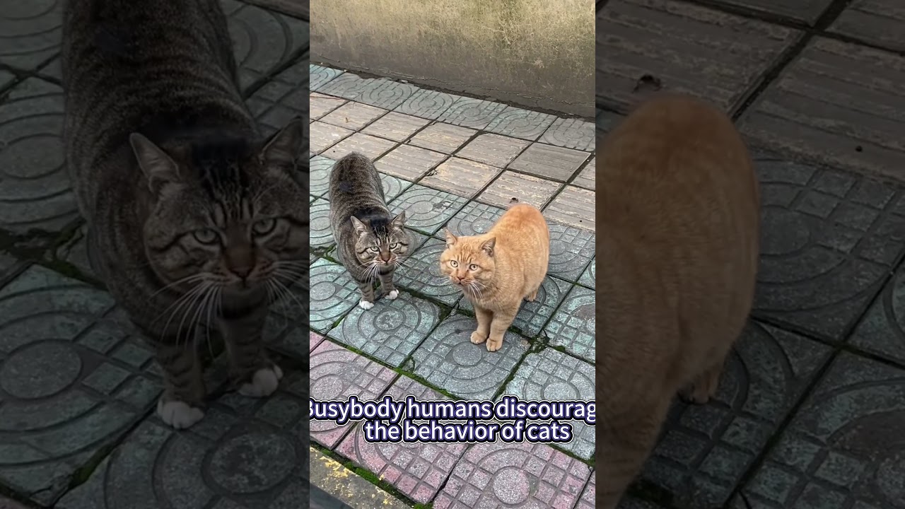 Busybody humans discouraging the behavior of cats   #fypシ #cats #catlover #cat #foryour #fuuny